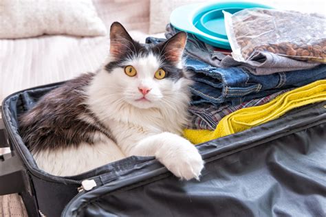 traveling vet euthanasia.